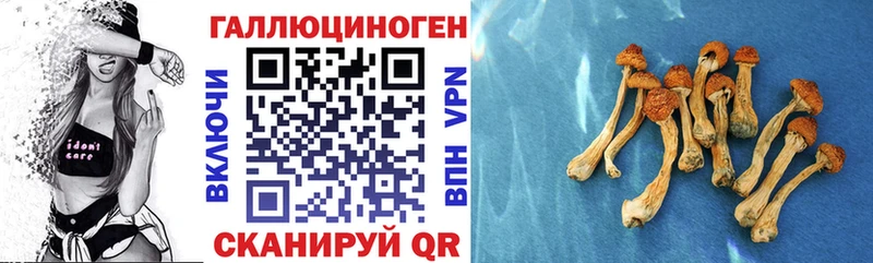 дарнет шоп  Узловая  Псилоцибиновые грибы Psilocybe 