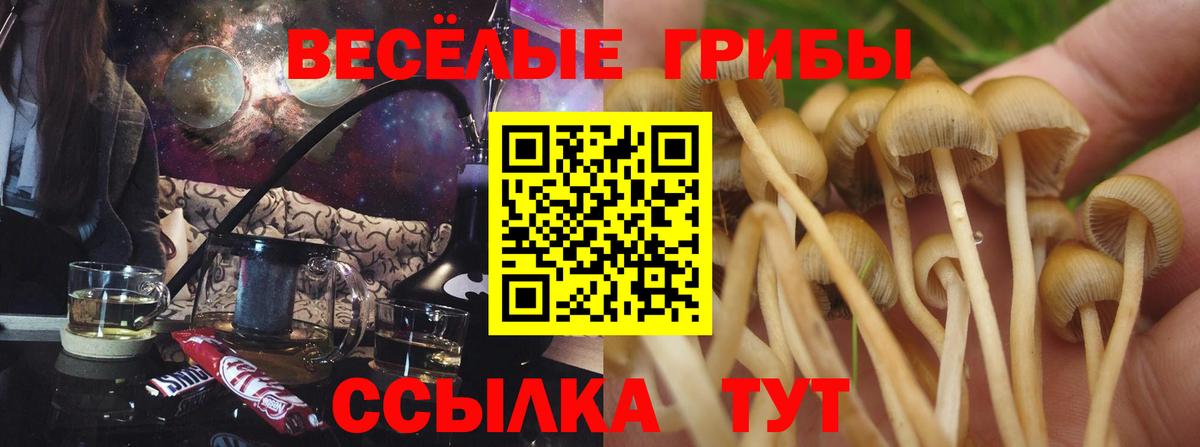 Псилоцибиновые грибы мухоморы  закладки  Вход с VPN  Узловая  Псилоцибиновые грибы Psilocybe 